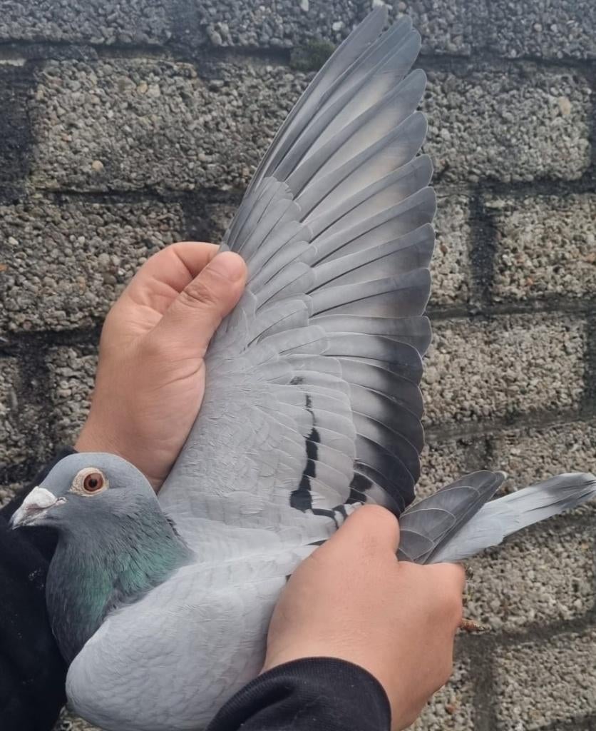 Pigeon de course « YOUNG HARRY » /"PORSCHE 911", Femelle, Pigeon voyageur