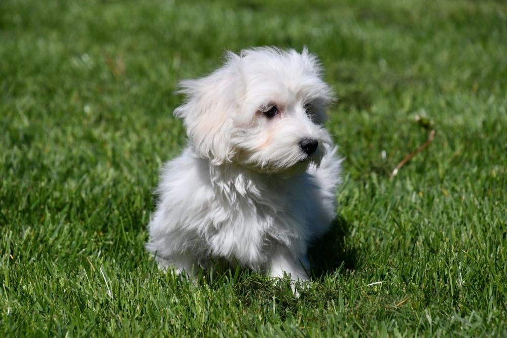 Maltezer pups te koop, Maltezer, 15 weken tot 1 jaar, Buitenland, Parvo