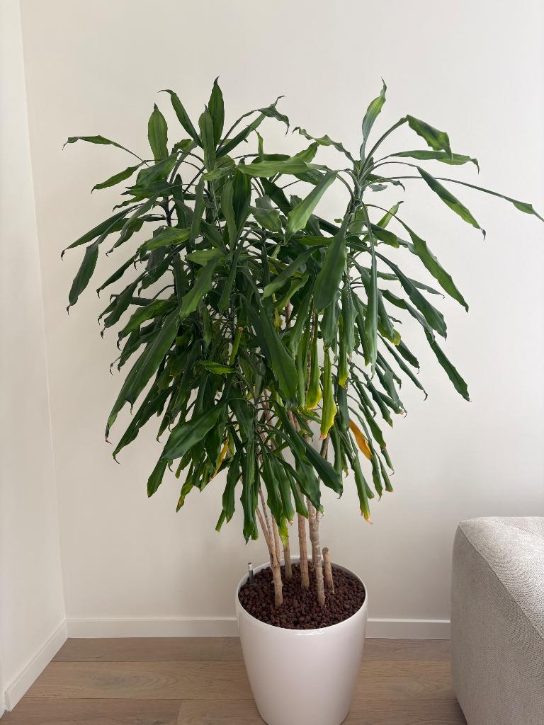 Dracaena, Huis en Inrichting, Kamerplanten, Ophalen, 200 cm of meer, Overige soorten, Halfschaduw