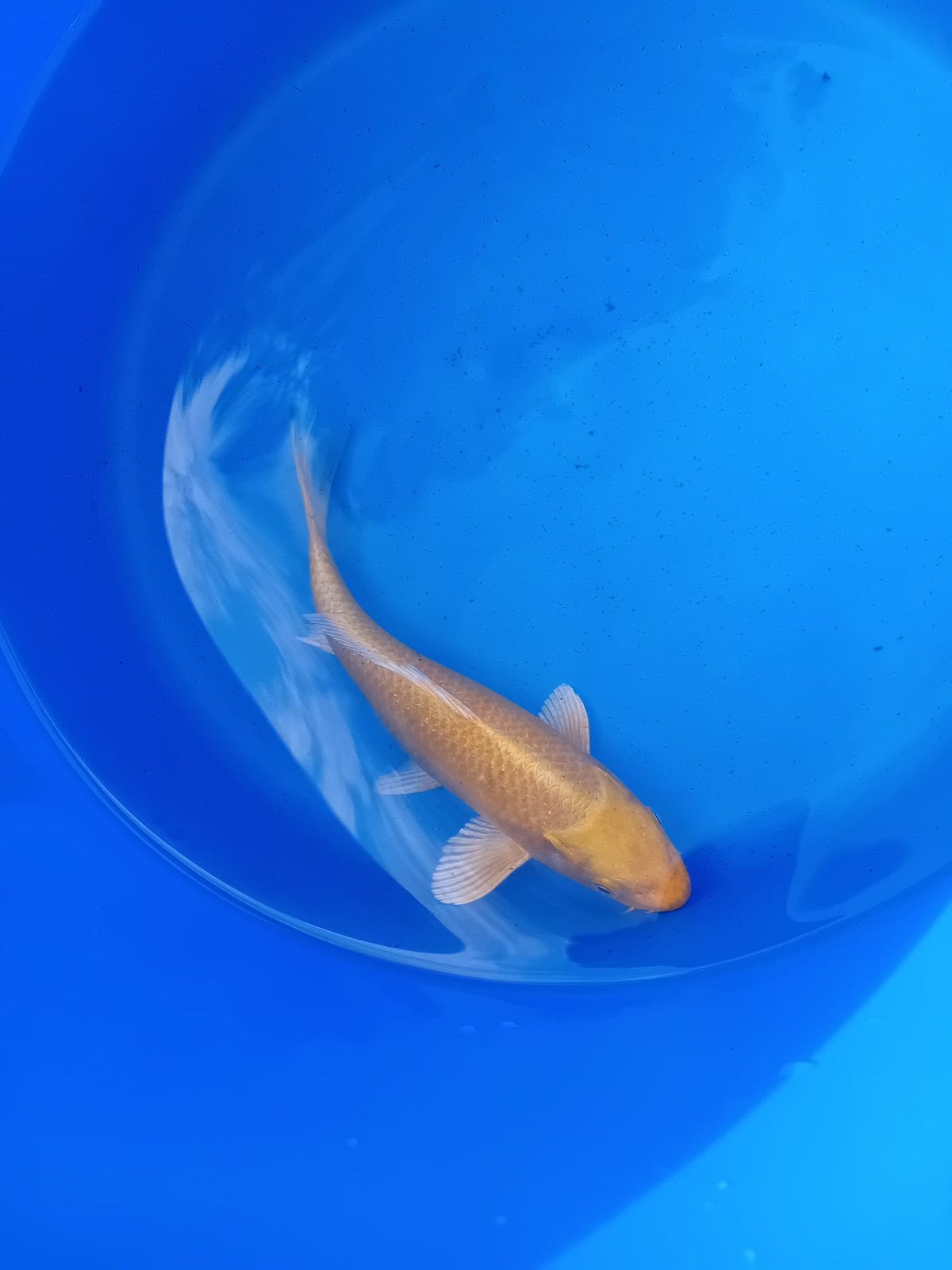 2 yamabuki ! Japanse koi