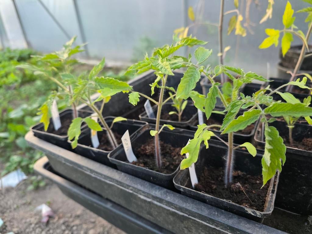 Tomatenplanten, Jardin & Terrasse, Plantes | Jardin, Annuelle, Plein soleil, Été, Enlèvement