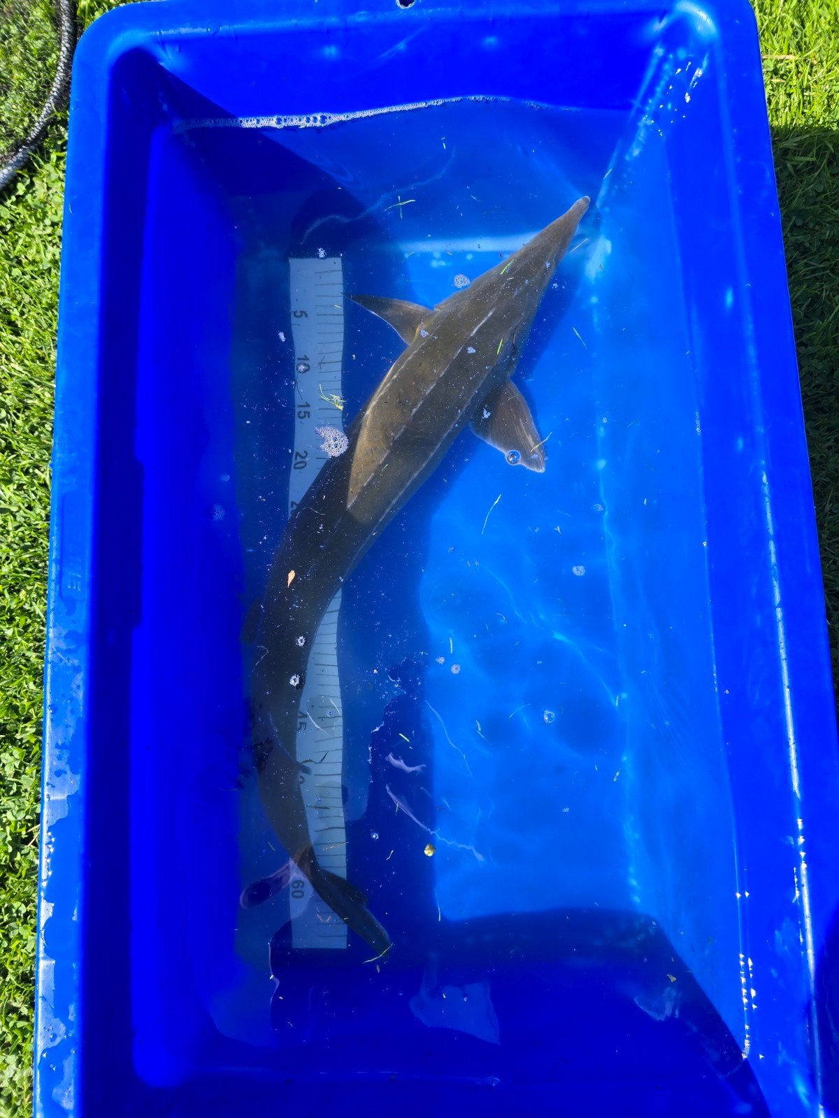 Steur 70-75cm, Dieren en Toebehoren, Vissen | Vijvervissen, Steur