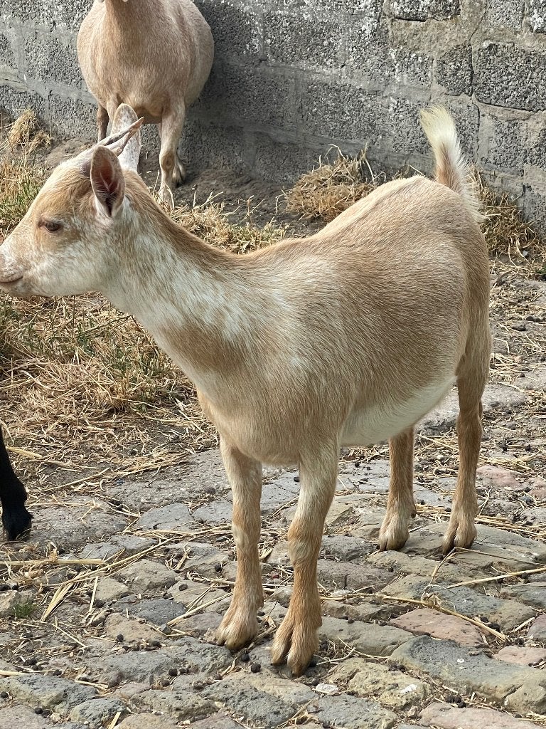 Mooie dwerggeitjes miekes drachtig, Dieren en Toebehoren, Vrouwelijk, Geit, 0 tot 2 jaar