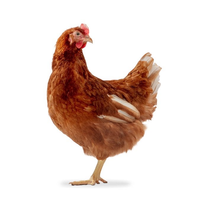 Isa brouwn aan de leg, Dieren en Toebehoren