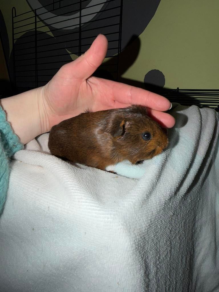 Cavia babys, Februari, Geslacht onbekend, Cavia