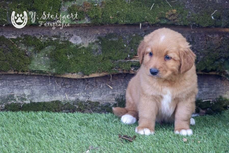 toller reutje, beide ouders zijn genetisch getest en aanw., Dieren en Toebehoren, Parvo, België, 8 tot 15 weken, Eén hond