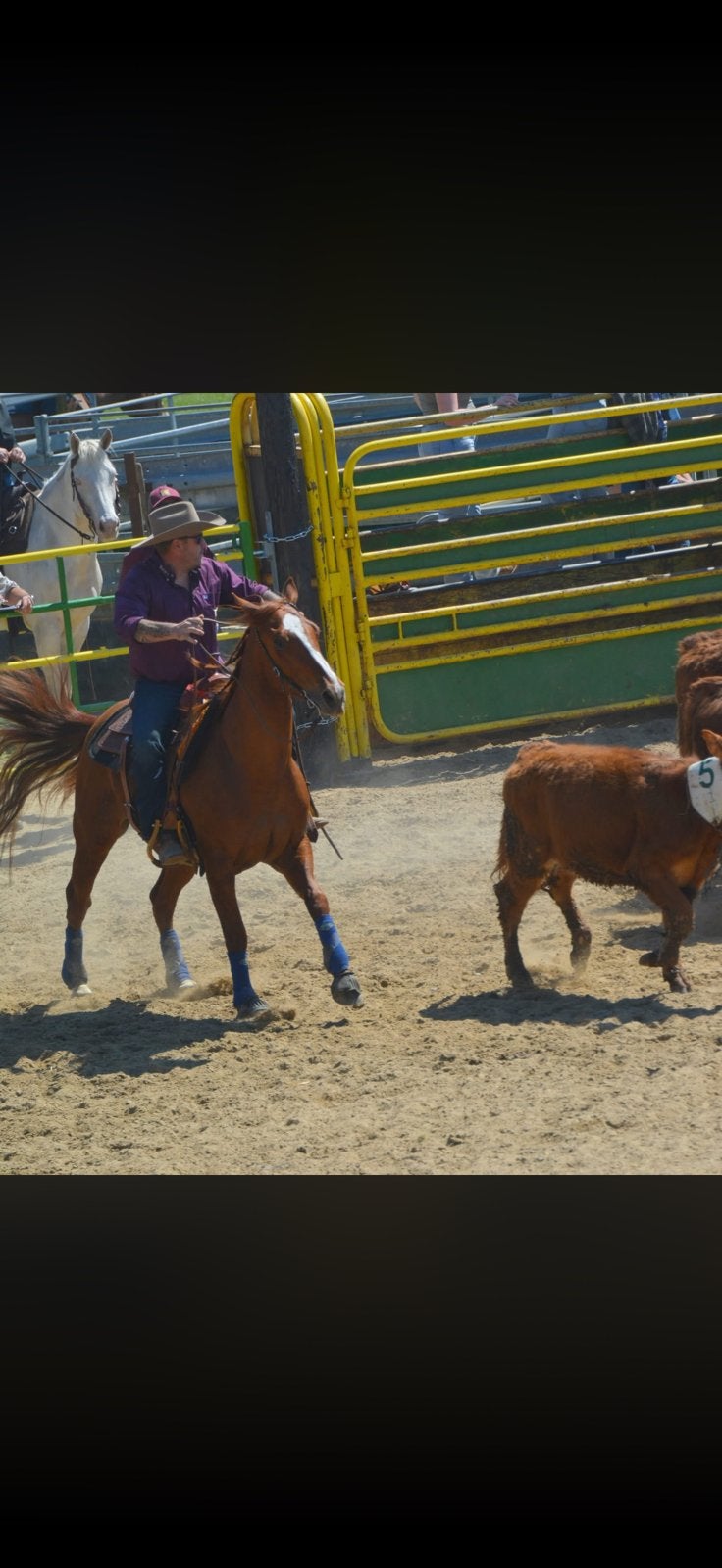 Quarter, Dieren en Toebehoren, Paarden, Minder dan 160 cm, Met stamboom, Ruin, Niet van toepassing