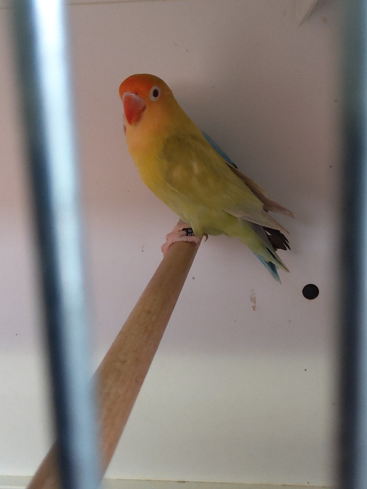 Fischeri, Animaux & Accessoires