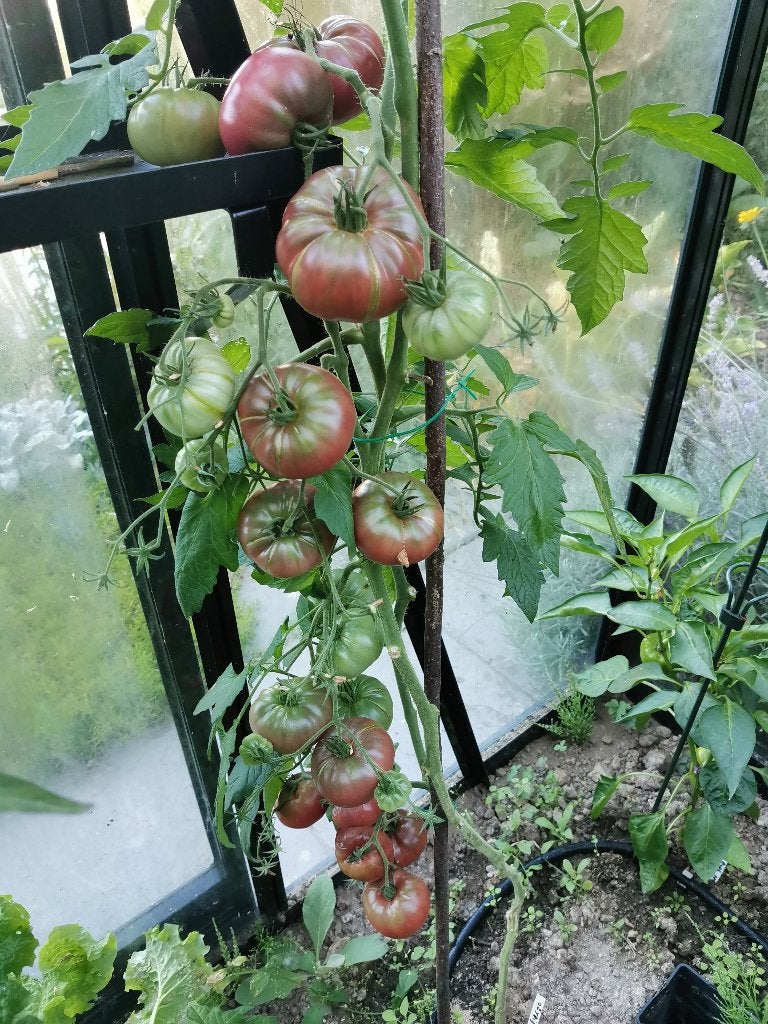 5 zaden tomaat Black from Tula - biologische teelt, Verzenden, Voorjaar, Zaad