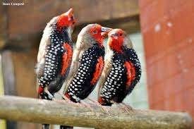 emblema picta, Dieren en Toebehoren, Mannelijk, Tropenvogel, Geringd