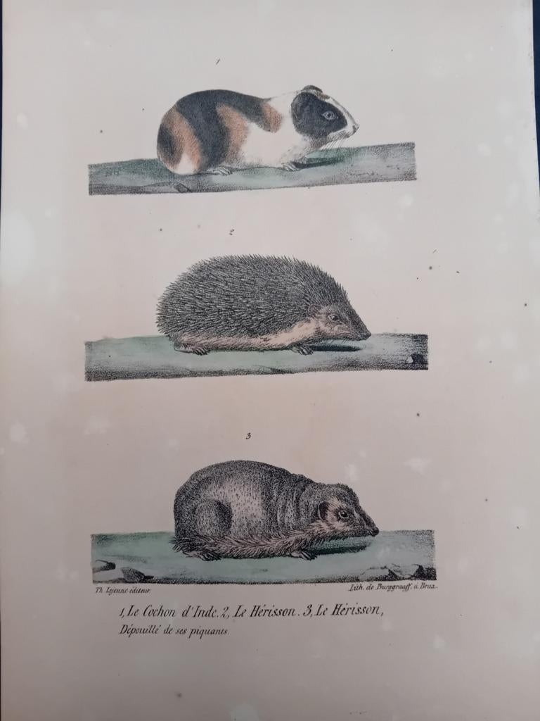 Gravure Hérisson et rat de mer lot 149, Enlèvement ou Envoi