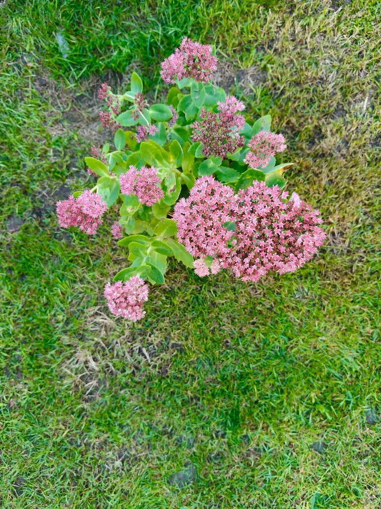 Hemelsleutel, Volle zon, Vaste plant, Herfst, Ophalen