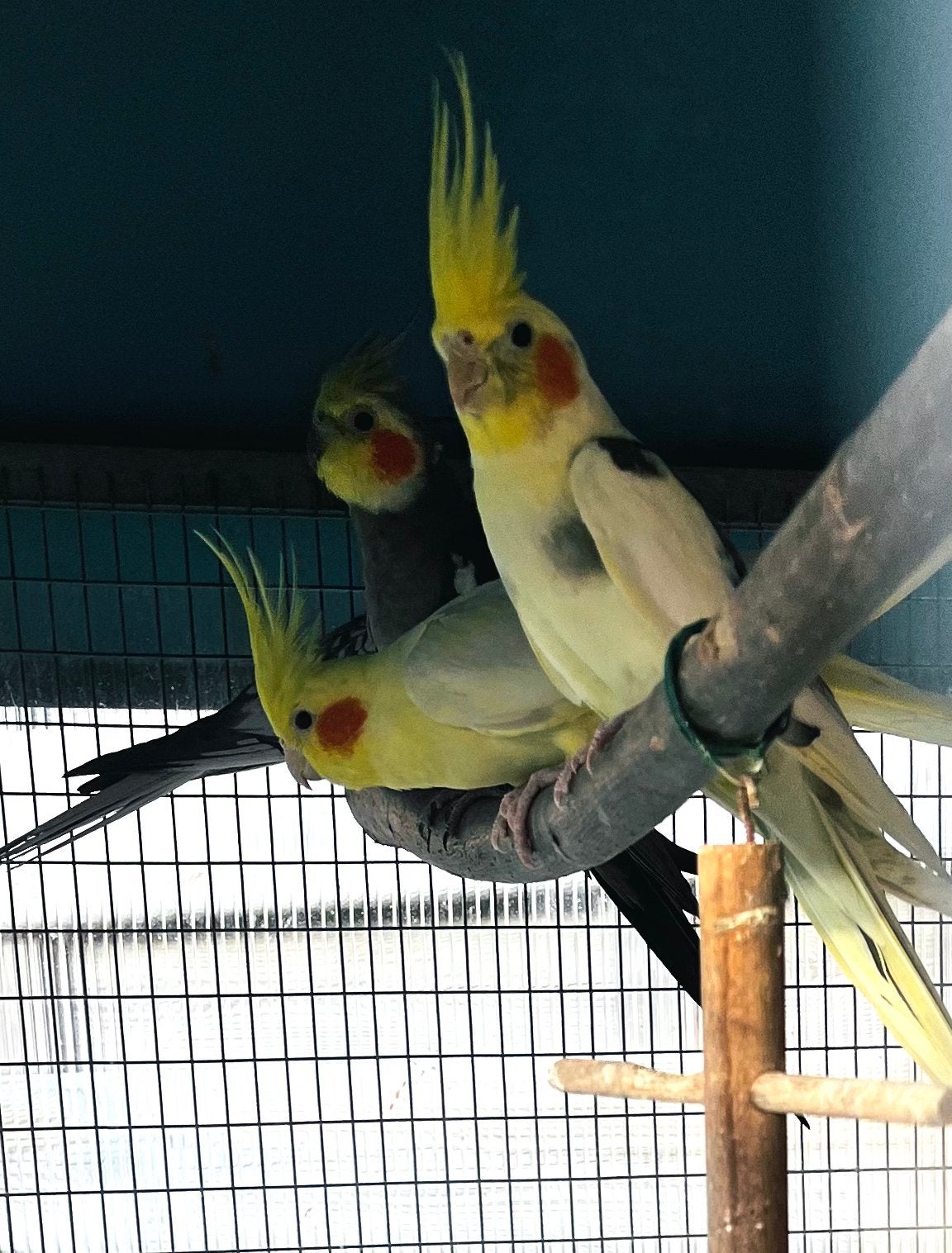 Couple Calopsitte, Animaux & Accessoires
