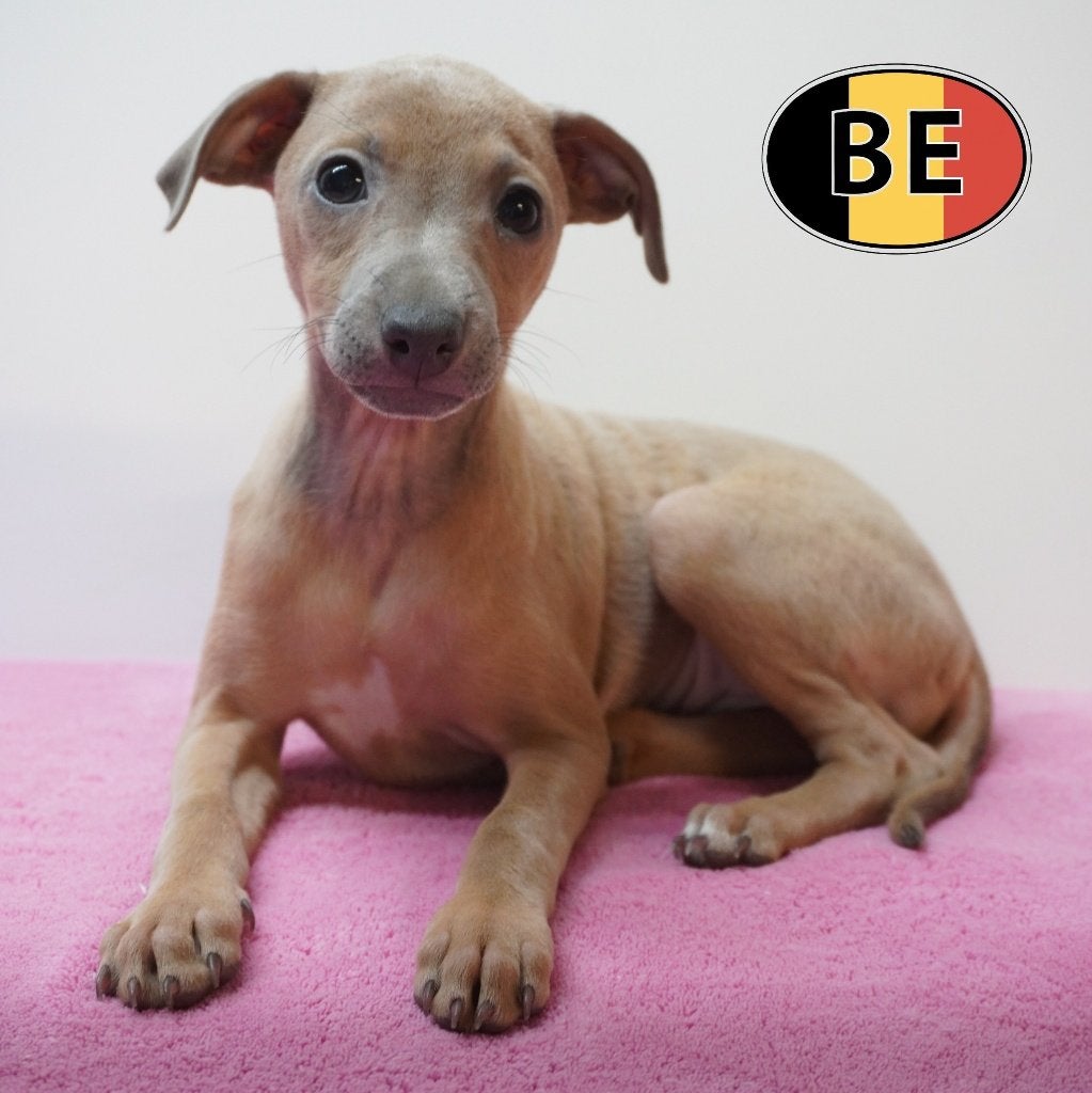 Italiaanse Windhond, schattige pups te koop (Belgisch), België, CDV (hondenziekte), 8 tot 15 weken, Meerdere