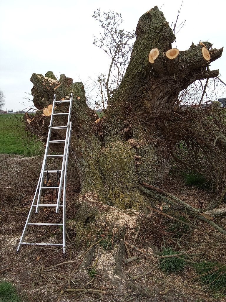 Wij komen uw knotwilgen snoeien inruil voor het brandhout, Tuin en Terras, 6 m³ of meer, Ophalen, Overige houtsoorten