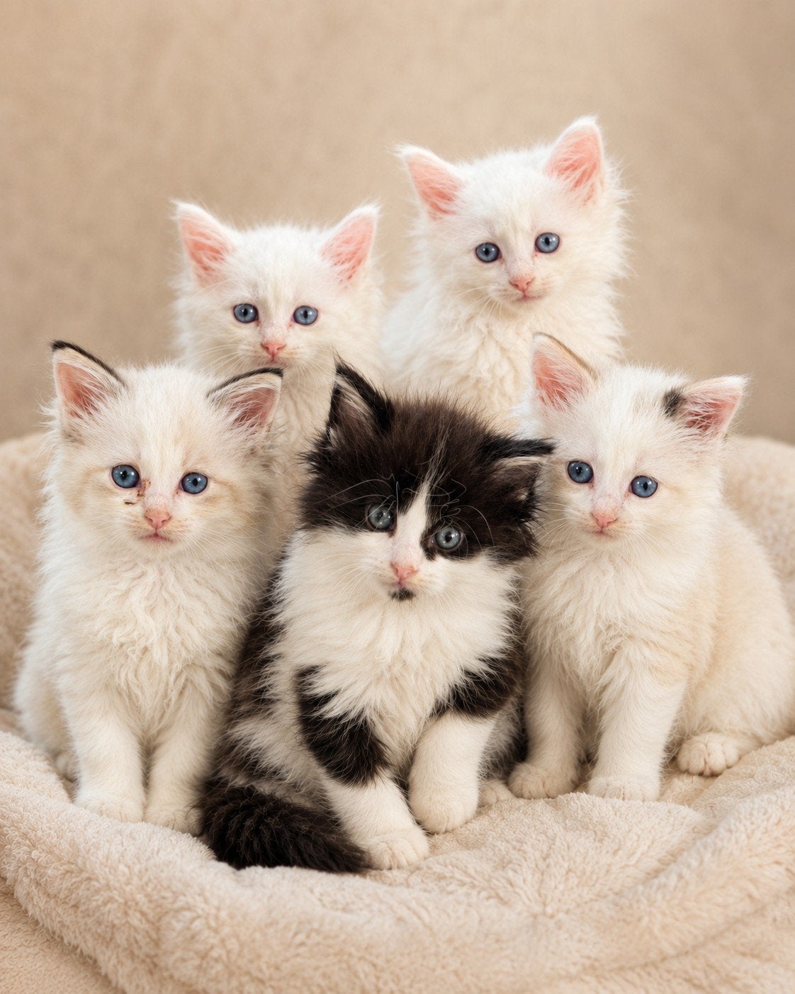 Prachtige Ragcoon kittens – het beste van 2 werelden!, Plusieurs animaux, Vermifugé, 0 à 2 ans