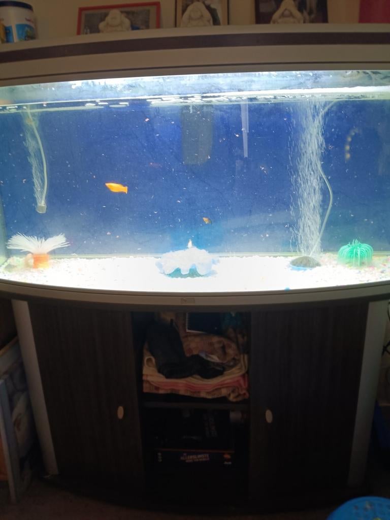 Aquarium, Dieren en Toebehoren, Ophalen of Verzenden