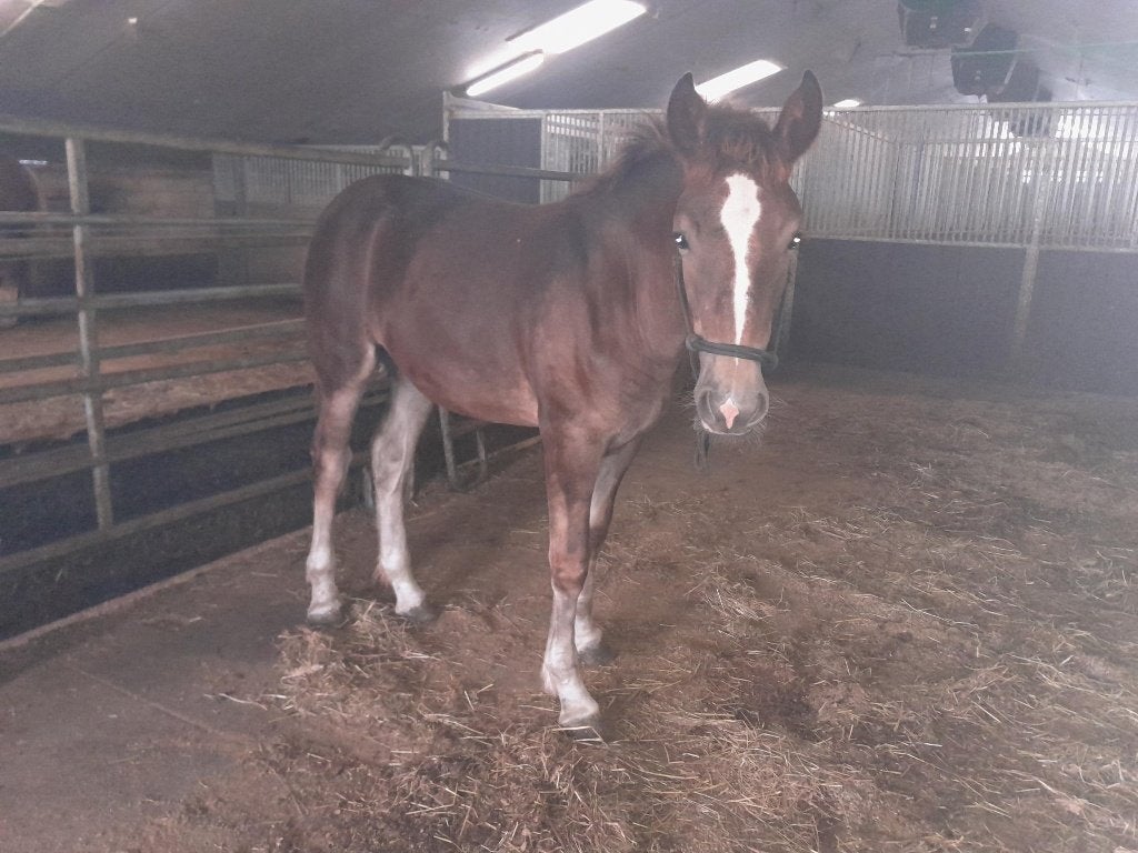 Veulens rasecht Vlaams Paard, Dieren en Toebehoren, Met stamboom, Niet van toepassing, 0 tot 2 jaar, 160 tot 165 cm