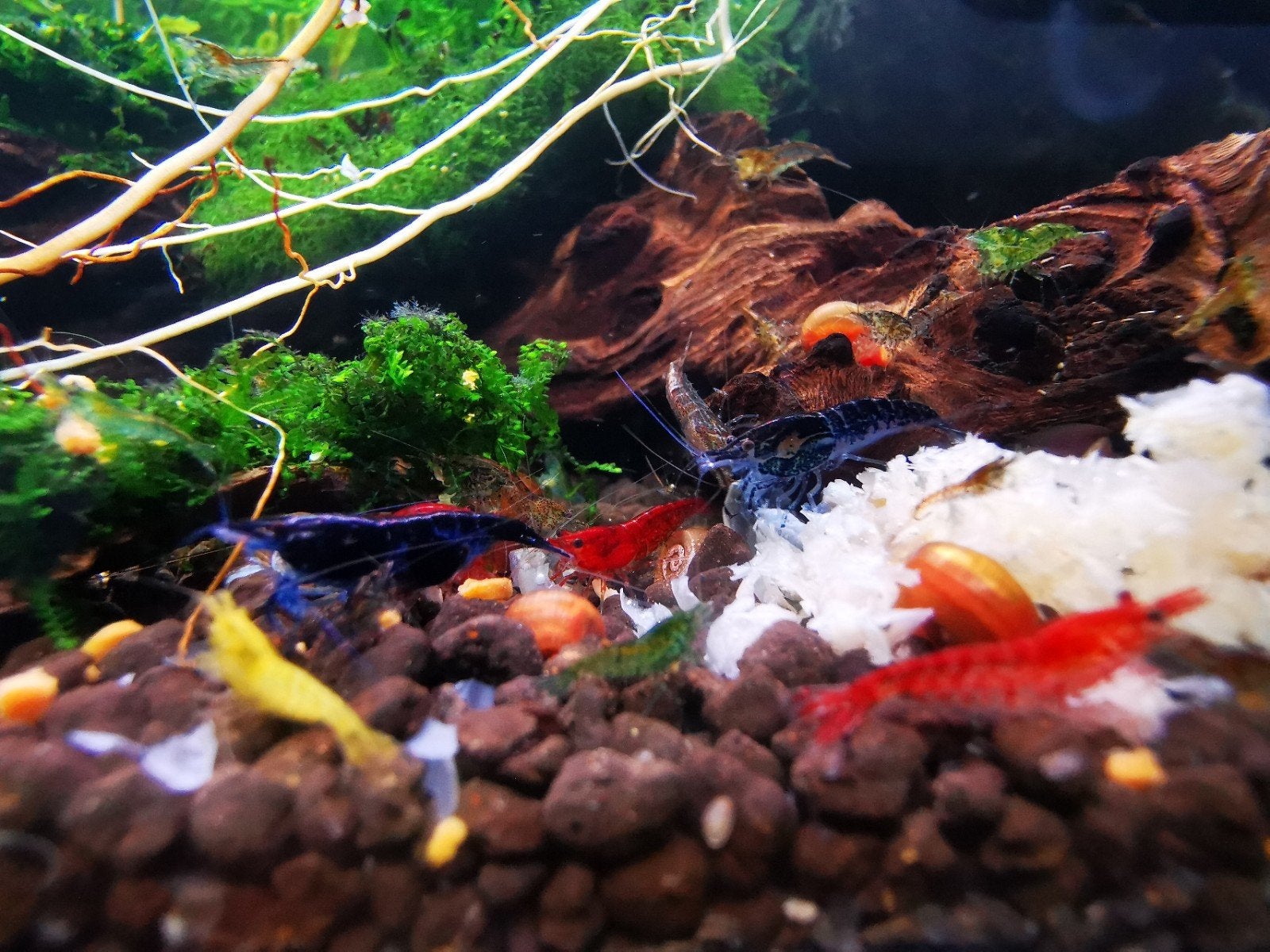 Crevettes neocaridina mixmox, Animaux & Accessoires
