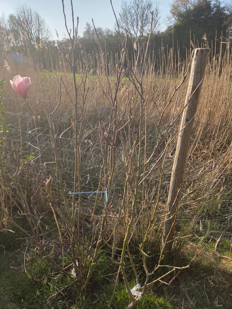 Magnolia Daphne, Tuin en Terras, Overige soorten, Lente, 100 tot 250 cm, Ophalen