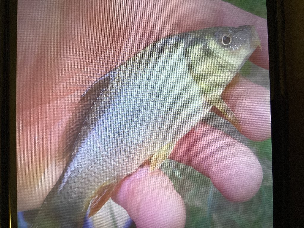 Karpertjes, Animaux & Accessoires, Poissons | Poissons d'étang, Carpe ou Koï