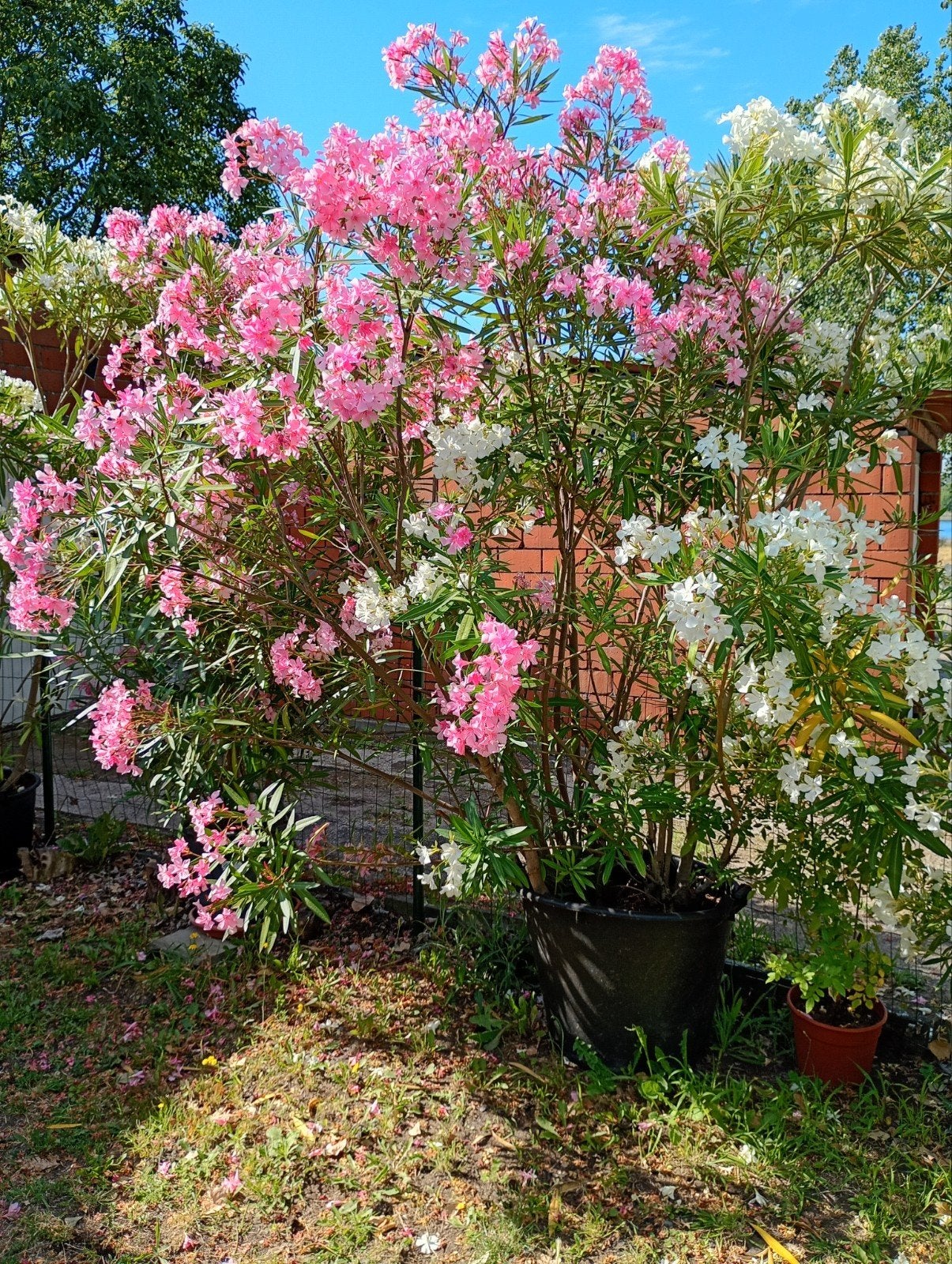 Prachtige oleander, Ophalen