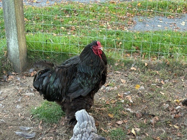 sierkippen te koop, Dieren en Toebehoren, Mannelijk, Tam