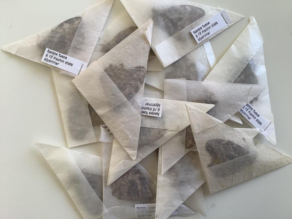 Lot vlinders uit myanmar, meerdere beschikbaar, 10 € / lot, Enlèvement ou Envoi, Comme neuf