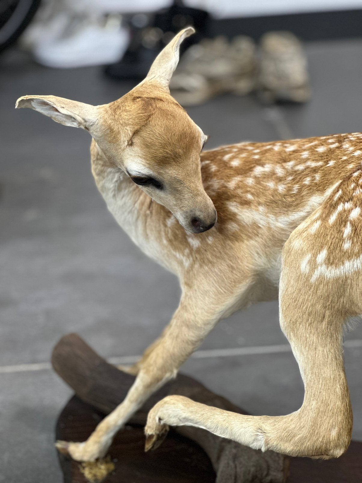 Hertje bambie opgezette uniek taxidermie, Antiek en Kunst, Ophalen