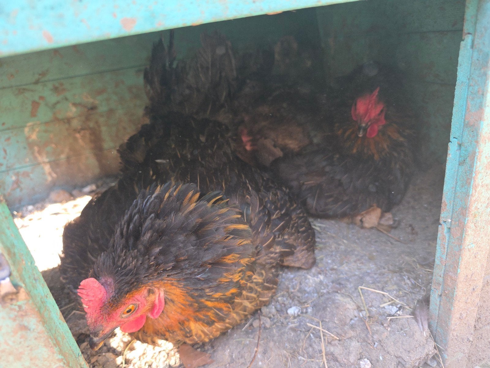Poulets prêts à se reproduire 2, Janvier, Femelle