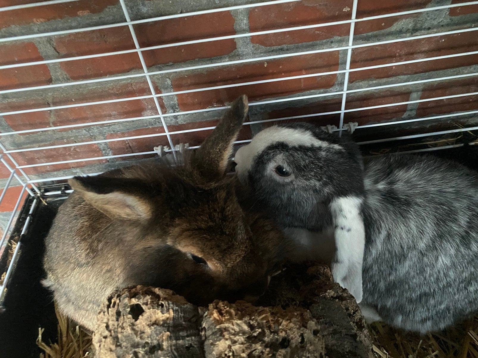 Koppeltje dwerg konijnen, Plusieurs animaux, Nain, Oreilles tombantes, 3 à 5 ans