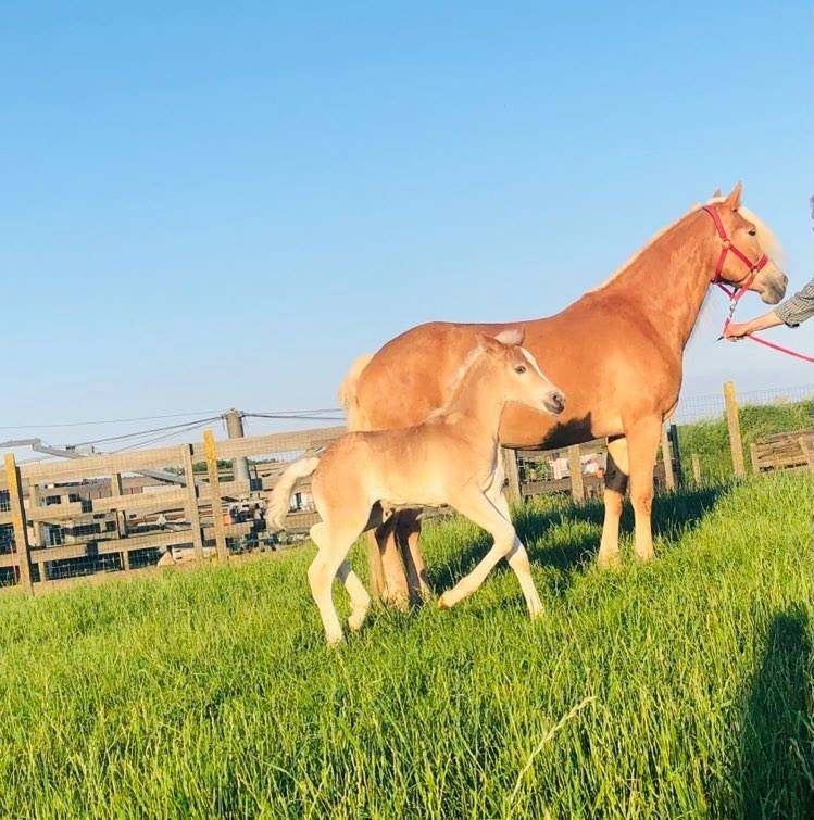 haflingers, Dieren en Toebehoren, Paarden, Minder dan 160 cm, Met stamboom, 0 tot 2 jaar, Meerdere dieren