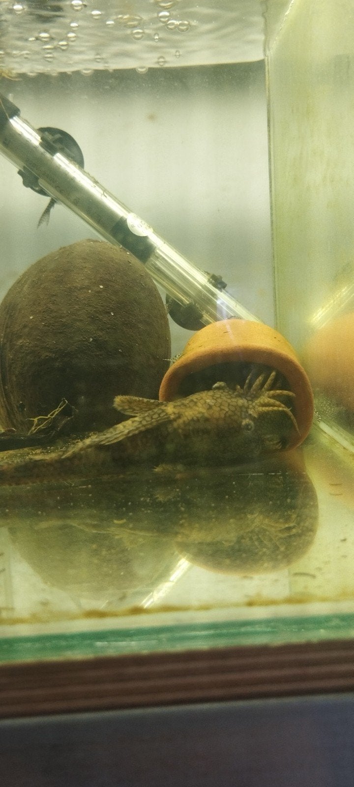 mooi getekende volwassen ancistrus, Dieren en Toebehoren