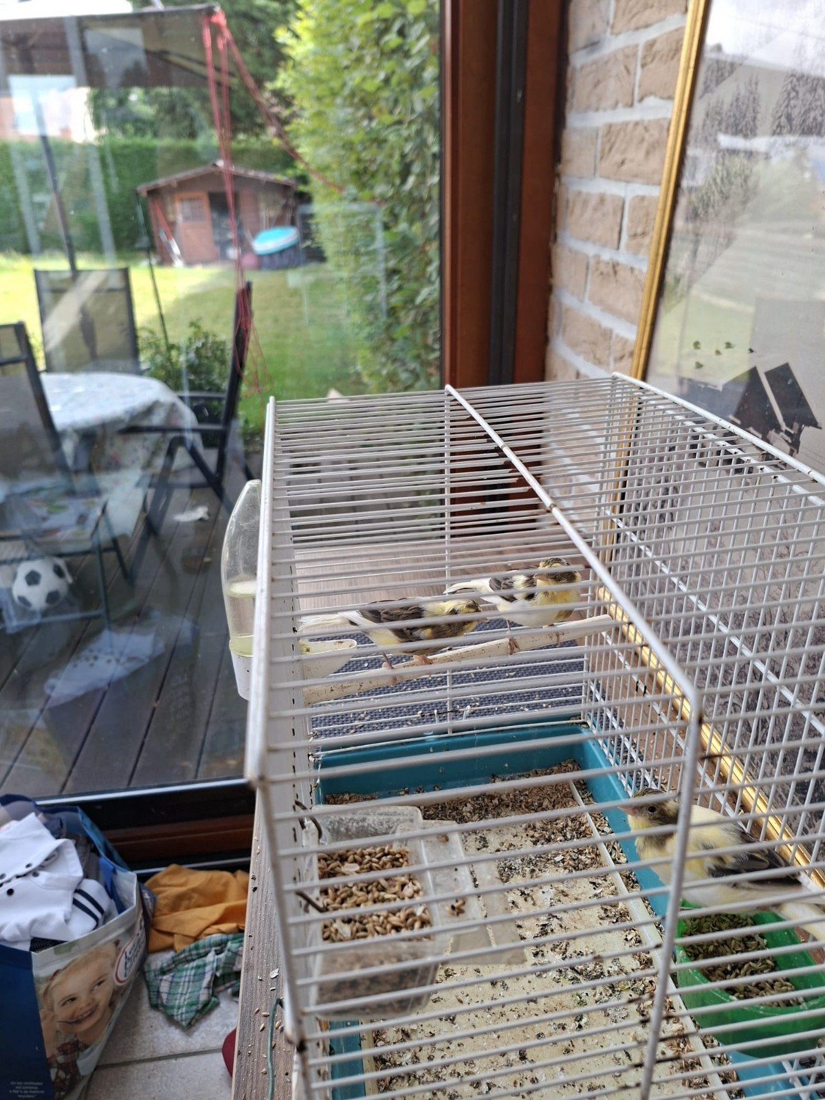 canaries, Ophalen