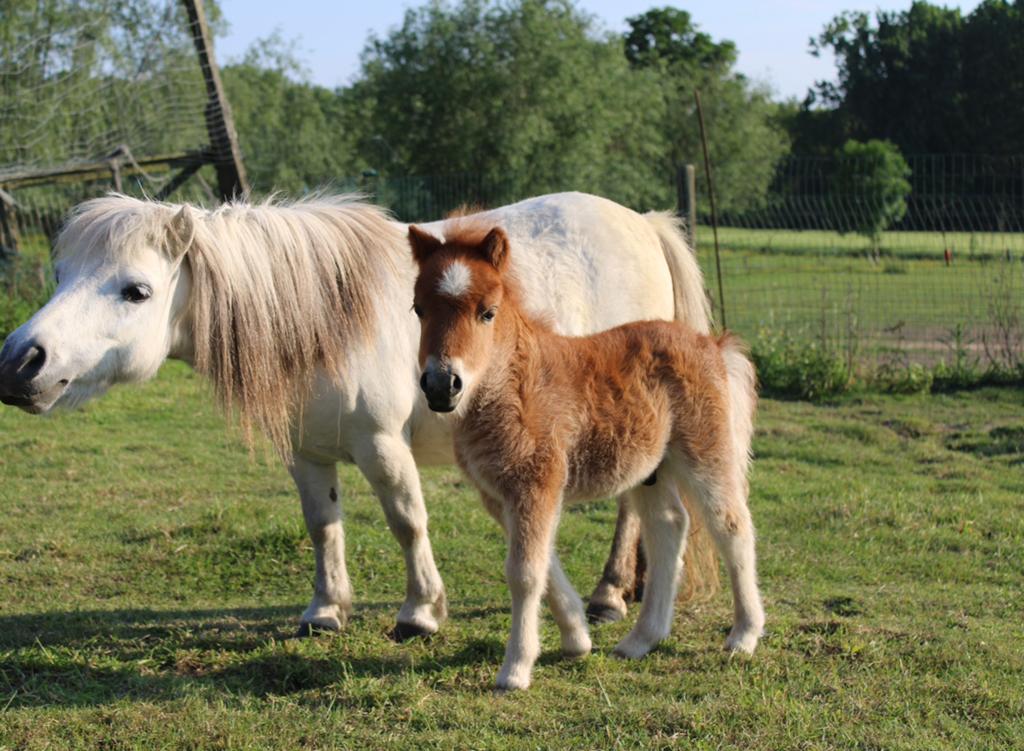Shetlander hengstje, Dieren en Toebehoren, Hengst, Minder dan 160 cm, Gechipt, 0 tot 2 jaar