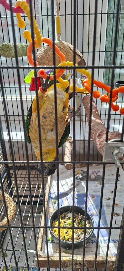 Zwartkop Caique  Handtam, Animaux & Accessoires, Mâle, Perroquet nain ou Inséparable, Domestique