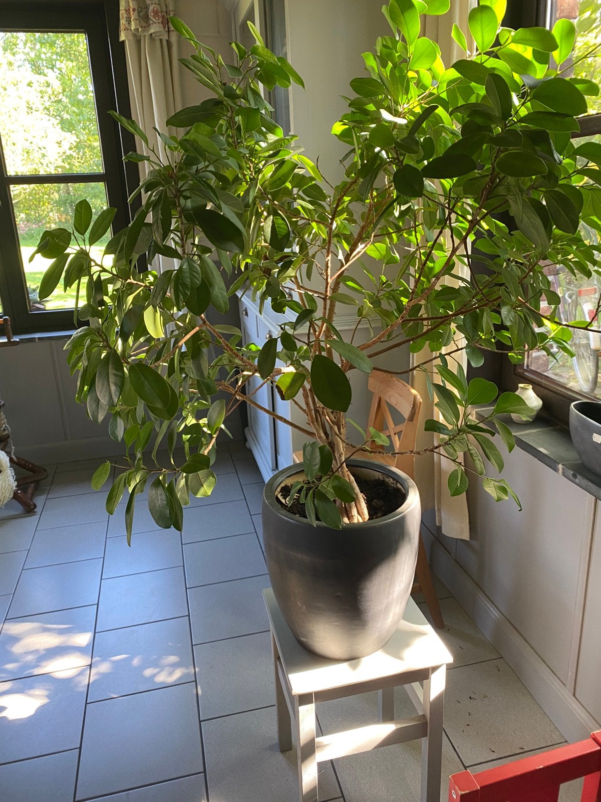Grote oude (ongeveer13 jaar) ficus microcarpa, Bloeit niet, Halfschaduw, Overige soorten, 100 tot 250 cm
