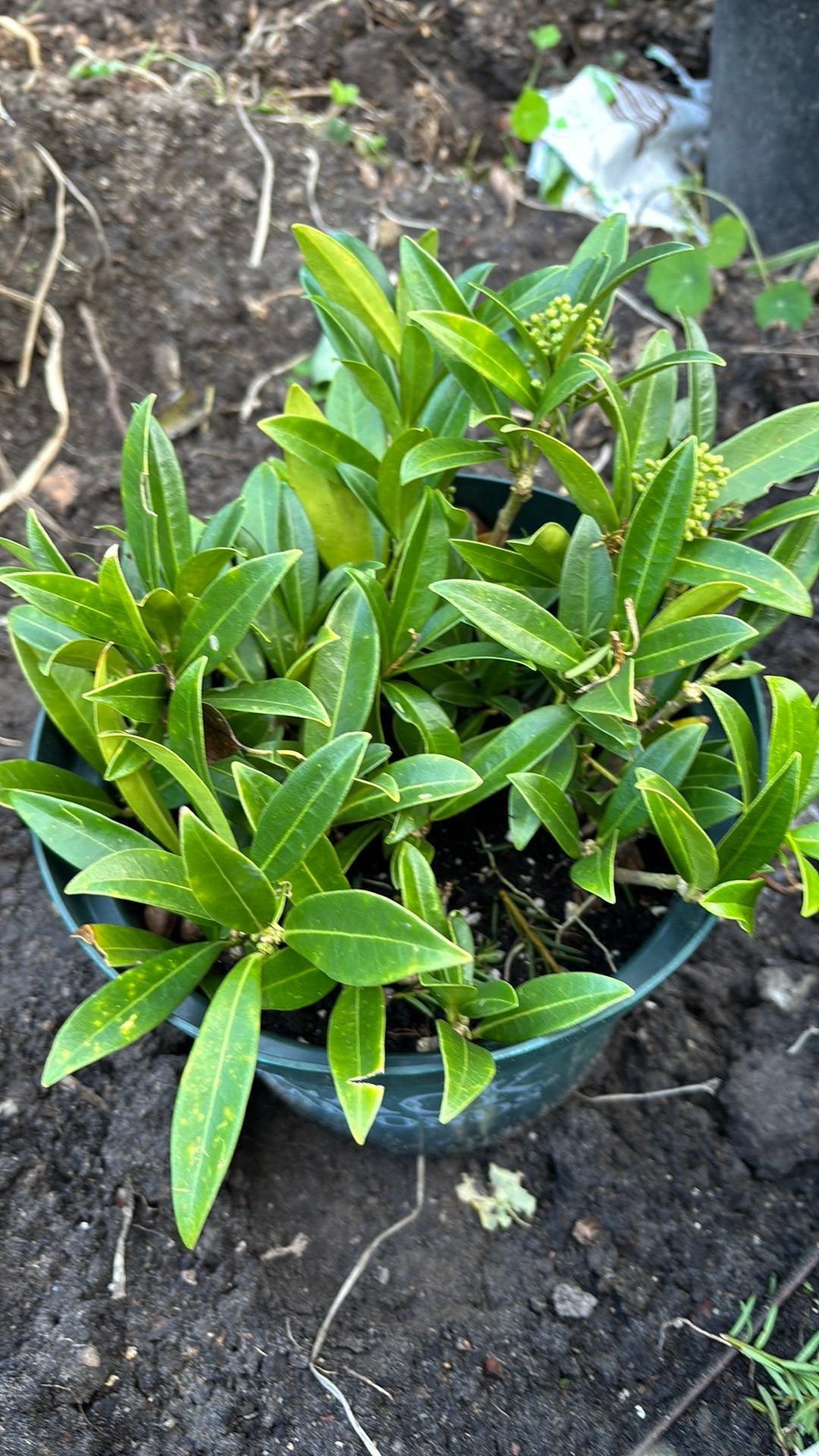 Skimmia, Tuin en Terras, Ophalen