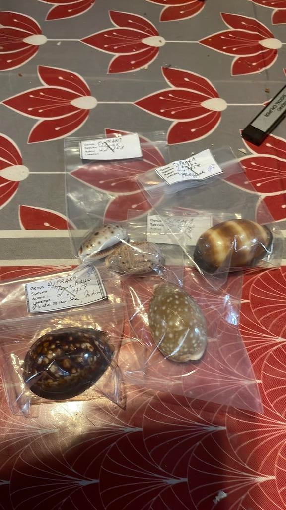 Coquillages, Enlèvement ou Envoi, Coquillage(s)