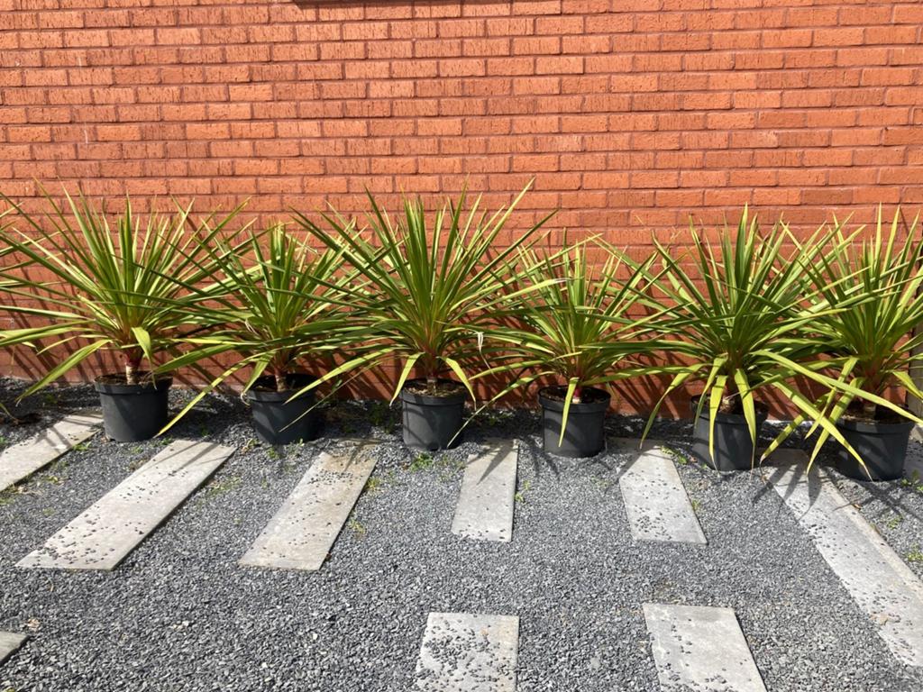 Te koop Draceana Cordyline, Tuin en Terras, Planten | Tuinplanten, Ophalen