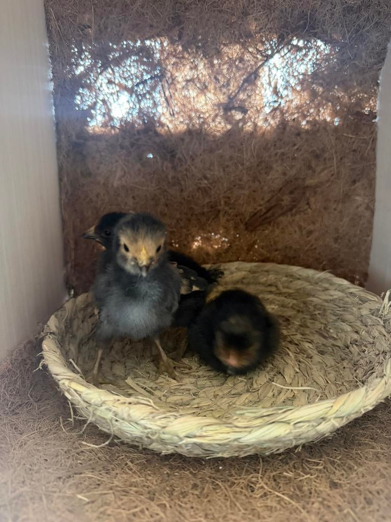 Kuikens en broedeieren, Meerdere dieren, Kip