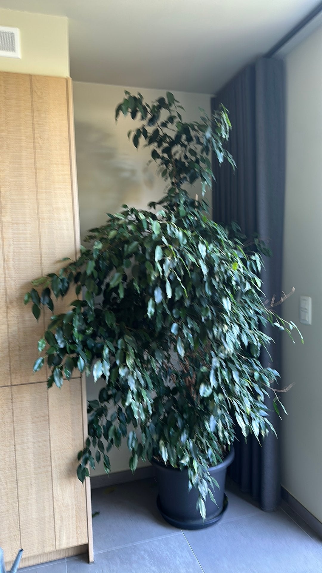 Planten, Ophalen, Zo goed als nieuw
