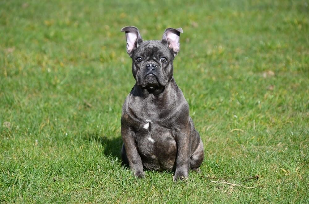 Franse Bulldog pups te koop, 15 weken tot 1 jaar, Reu, Buitenland, Eén hond