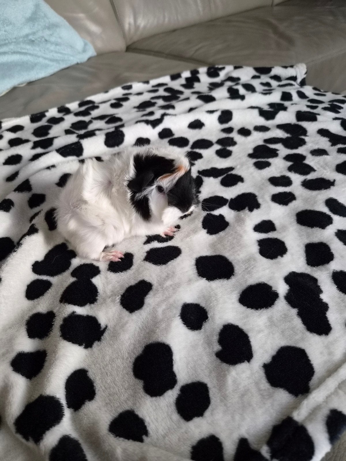 cavia beertje, Dieren en Toebehoren, Oktober, Cavia