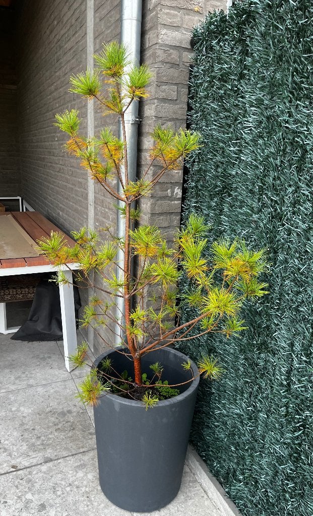 Pinus strobus boompje, Tuin en Terras, Ophalen, In pot, Overige soorten, 100 tot 250 cm