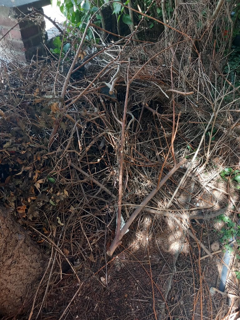 Gratis snoeihout, Tuin en Terras, Brandhout, Ophalen, Overige houtsoorten, Takken
