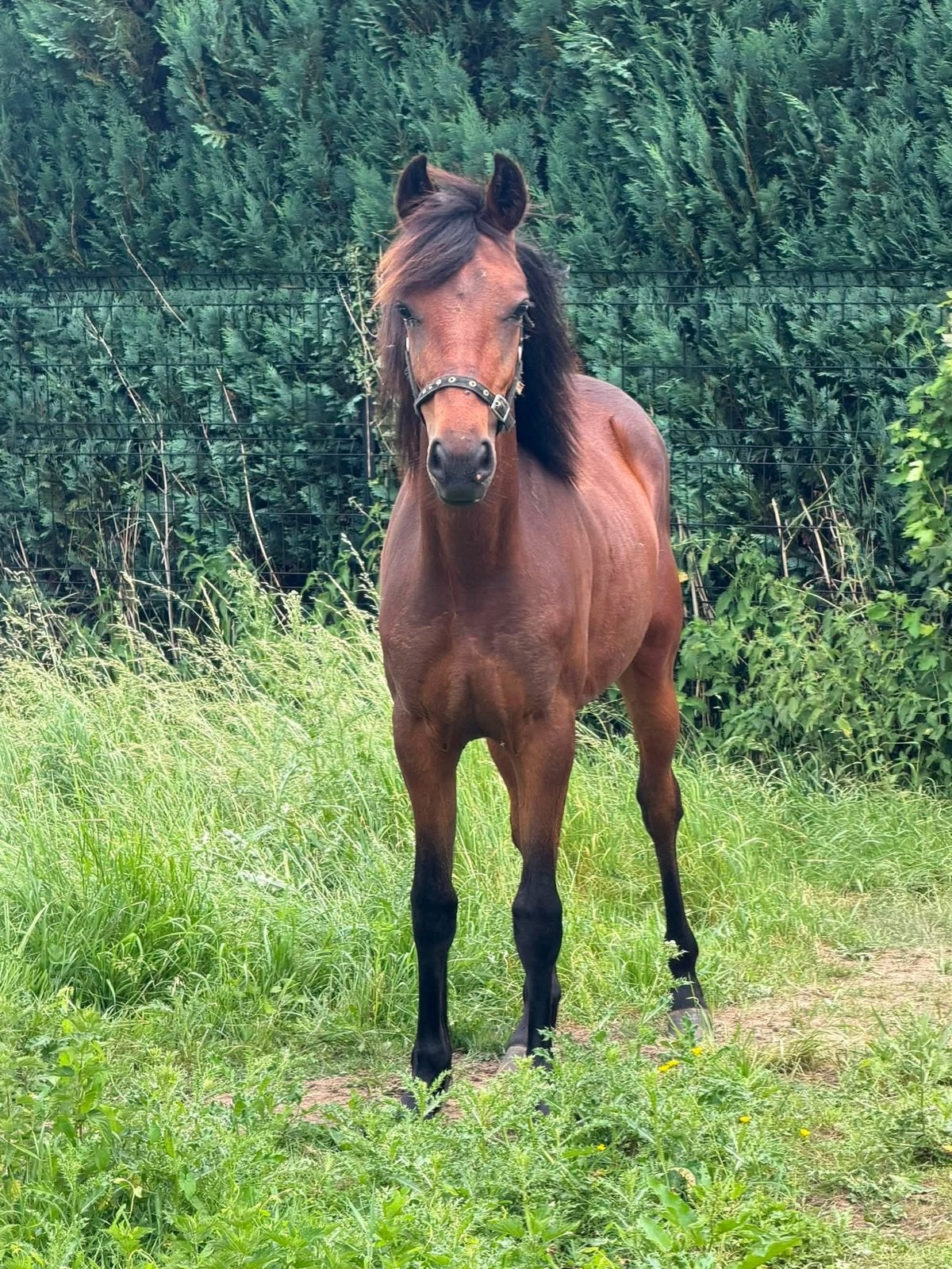 Jument 1 an bwp, Animaux & Accessoires, Poneys