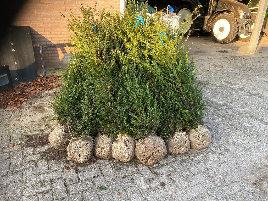 Taxus Baccata, Ophalen, Taxus, Struik
