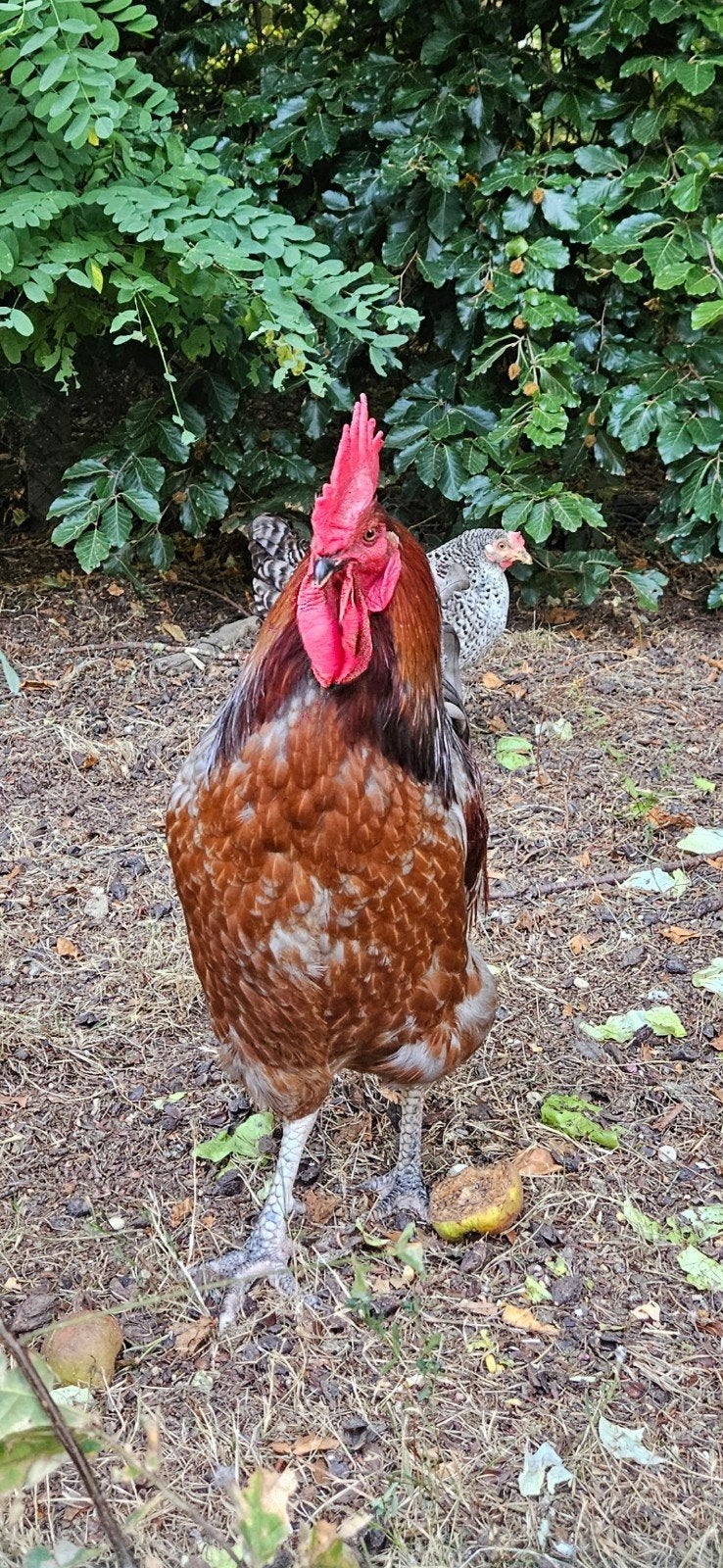 Le jeune coq croisé de Marans (7 mois) cherche un, Mâle, Poule ou poulet
