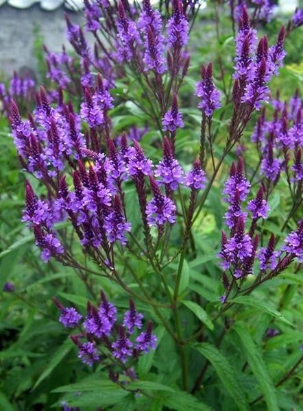 3 verbena hastata en 3  bonairensis in pot   , vlinderplant, Ophalen